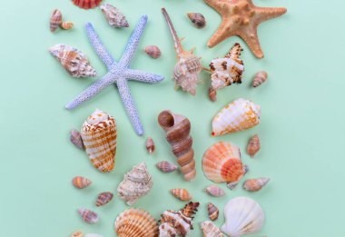 Çeşitli renklerde deniz kabukları ve yeşil arka planda bir denizyıldızı.