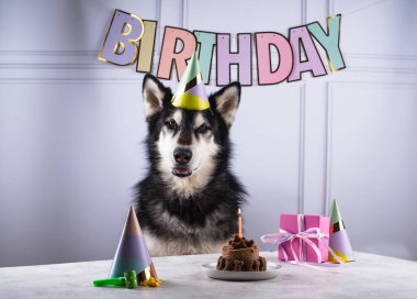 Alaska usulü malamut ve pastalı köpek doğum günü konsepti