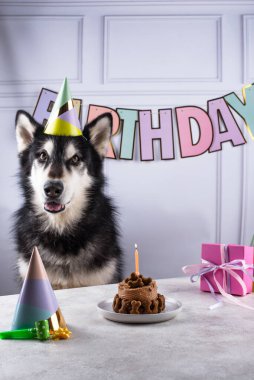 Alaska usulü malamut ve pastalı köpek doğum günü konsepti