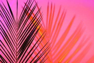 Tropical leaves in neon light with blurred unfocused duotone color shadows