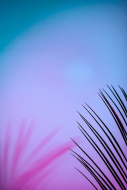 Tropical leaves in neon light with blurred unfocused duotone color shadows
