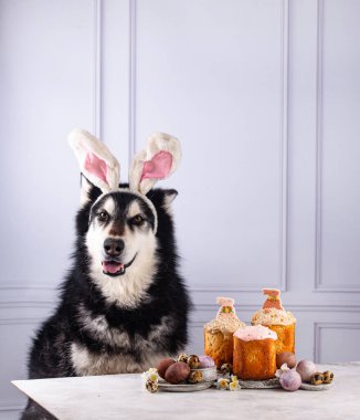 Tavşan kulaklı şirin köpek ve Paskalya pastası kulich
