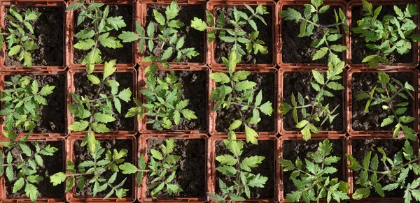 Tomatensetzlinge Quadratischen Anbauschalen Ansicht Von Oben Kann Als Hintergrund Verwendet — Stockfoto
