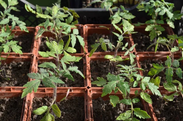 Tomatensetzlinge Quadratischen Schalen Konzept Des Anbaus Eigener Biologischer Lebensmittel — Stockfoto