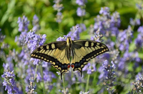 stock image Papilio machaon or Old World swallowtail butterfly in natural habitat. It is considered rare and endangered, protected in some European countries.