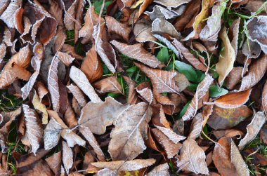 Sabahın erken saatlerinde kurumuş yaprakların üzerinde buz biriktirirsin. İlk sonbahar dondurması. Doğal bir arkaplan olarak kullanılabilir.