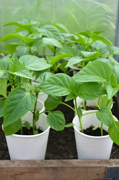 Mladé Pepřové Rostliny Papírových Kelímcích Koncept Pěstování Vlastní Organické Potraviny — Stock fotografie