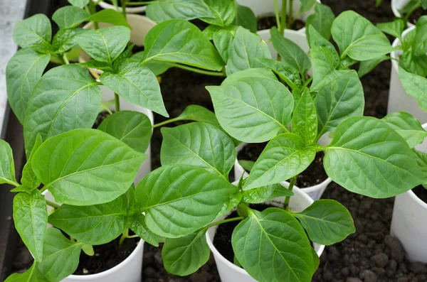 Wachsende Sämlinge Von Paprika Konzept Des Eigenen Organischen Gärtnerns — Stockfoto