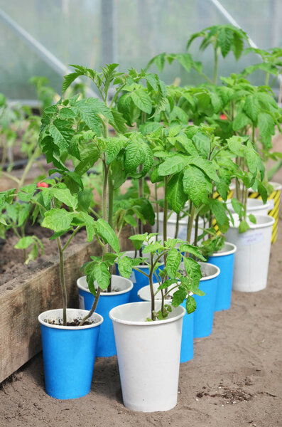 Growing seedlings of tomato in paper cups. Concept of own organic gardening.