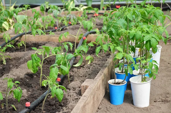 Gezogene Tomatensetzlinge Werden Einem Gewächshaus Auf Beeten Mit Tropfbewässerung Gepflanzt — Stockfoto