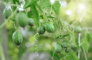 Melothria scabra, meyveleri salatalık tadında liana benzeri bir bitkidir. Organik bahçe konsepti.