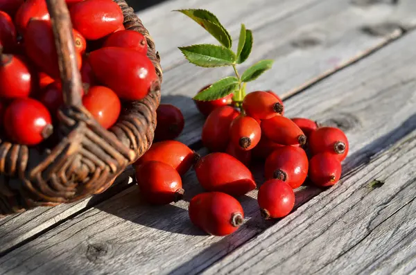 Freshly Picked Ripe Rose Hips Old Wooden Table Medicinal Plants — Stock Photo, Image