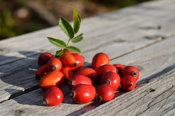 Ripe red rosehip fruit on an old wooden table. Medicinal plants and herbs.