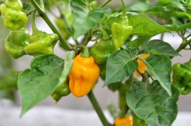 Capsicum chinense türüne ait hafif sıcak biberli Trinidad parfümü..