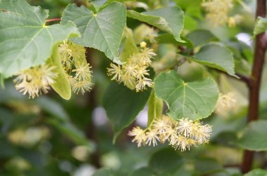 Bir yaz gününde çiçek açan kokulu ıhlamur. Bal ve şifalı bitki.