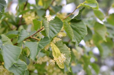 Ihlamur çiçeğinin yakın çekimi. Bal ve şifalı bitki.