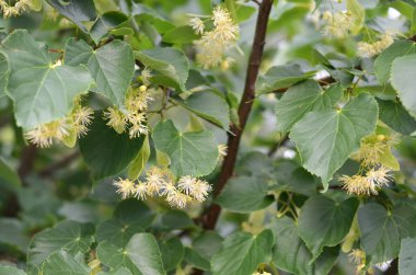 Çiçekleri ve yeşil yaprakları olan kokulu ıhlamur ağacı bir yaz günü dışarıda..