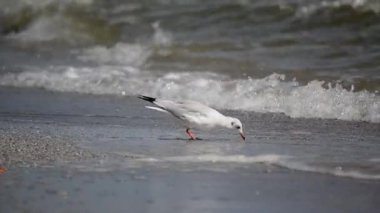 Karadeniz kıyısındaki gümüş martı, küçük kabukluların avını ortaya çıkarmak için dalgalar altında ayağını kuma sürterek avını arıyor..