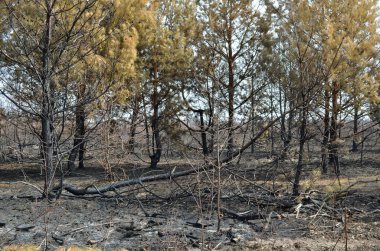 Orman yangınlarından kaynaklanan hasar. Yangının sonucunda kömürleşmiş gövdeler ve genç çam ağaçlarının sarı iğneleri..