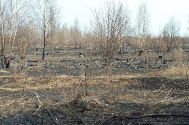 Orman yangınları çevreye zarar vermiş. Kuru otları yakmanın yıkıcı sonuçları.