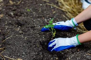 Bahçe toprağına yeni sebzeler eken eller.