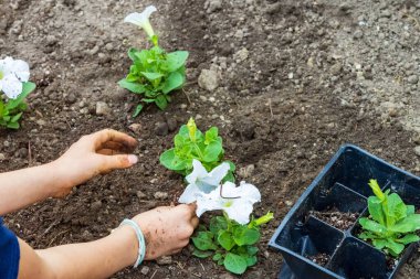 Çiçek tarlasına yeni bahar çiçekleri eken eller.