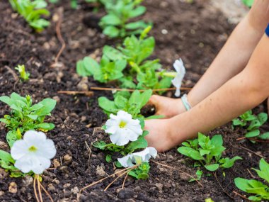 Çiçek tarlasına yeni bahar çiçekleri eken eller.