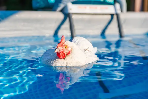 stock image Pet Ameraucana Chicken cooling off in backyard swimming pool