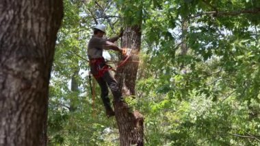 Ağaç kesme testeresi kullanan ağaç kesicisi, güvenlik teçhizatı takıyor..