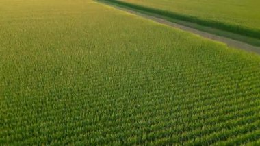 Yeşil mısır tarlası, gün batımında altın saat, arka plan