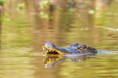 Vahşi Amerikan timsahı (Alligator Misssippiensis) Louisiana bataklıklarında doğal ortamında.