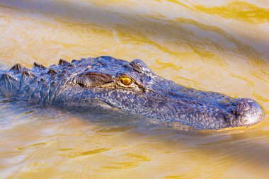 Vahşi Amerikan timsahı (Alligator Misssippiensis) Louisiana bataklıklarında doğal ortamında.