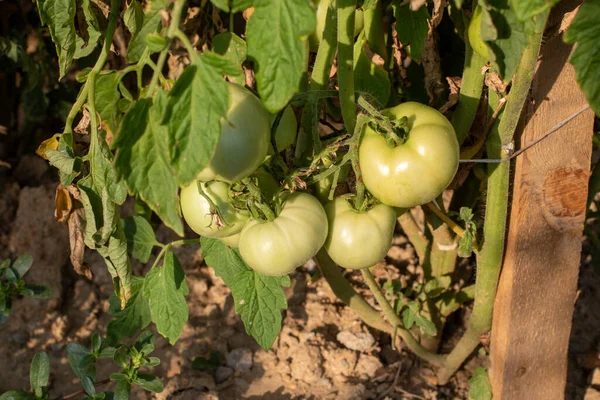Tomates Verdes Crescendo Jardim — Fotografia de Stock