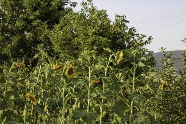 Bir ağacın arka planında güzel kırmızı bir çiçek, yeşil bir bitki.