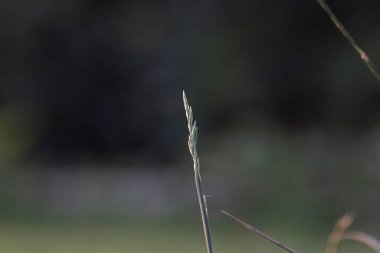 Bahçedeki çimenler