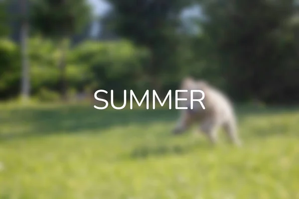 Parktaki köpek. Yaz yazısı