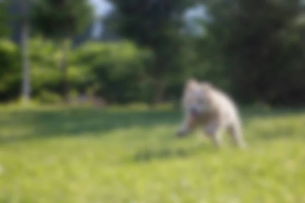 blurred background of green grass with dog