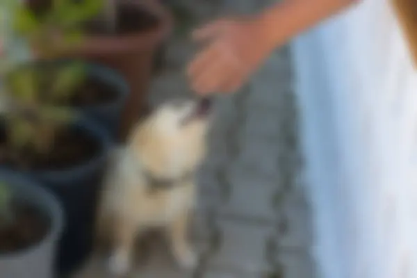 Köpekli bir kedinin bulanık görüntüsü.
