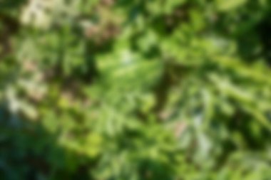 Beyaz arka planda bulanık, odaklanmamış yeşil sebzeler