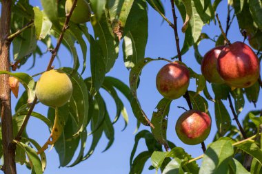 Olgun elmalar güneşli bir günde bir dalda sallanıyor..