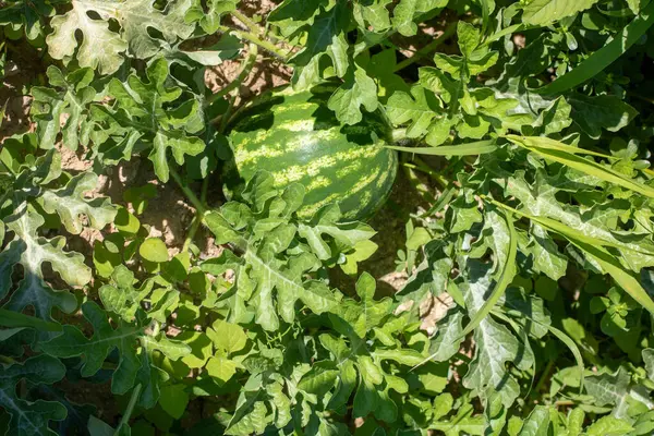 Yerde yeşil karpuz yaprakları