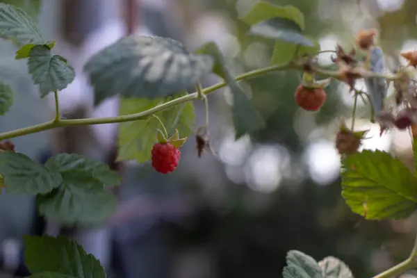 Bahçedeki çalılıkta yetişen olgun kırmızı meyveler.
