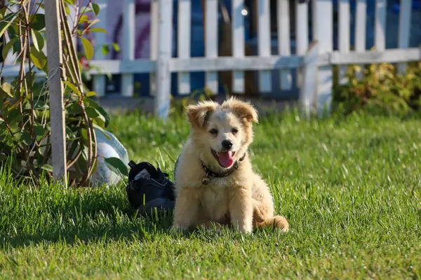 Tatlı siyah köpek oyuncakla oynuyor.