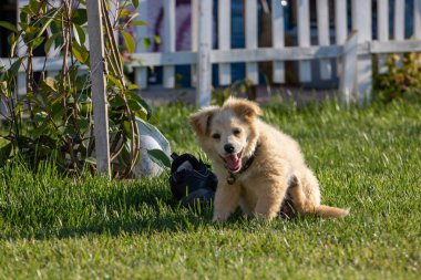 Bir köpek çimenlerde oturuyor ve kameraya bakıyor..