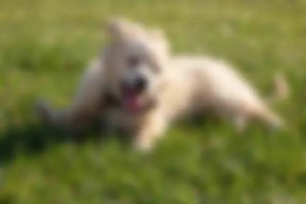 Bulanık, odaklanmamış, parkta sevimli bir köpek yavrusu..