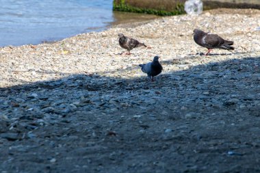 Deniz kıyısında martılar