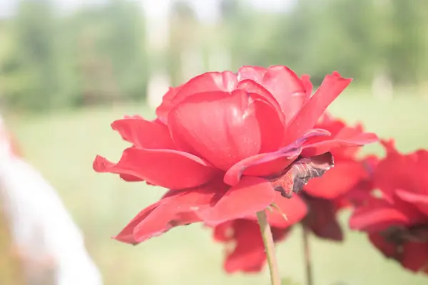 Bahçedeki kırmızı çiçek