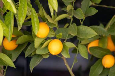 Dalında olgun meyveler olan portakal ağacı