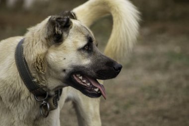 Melez köpek, manzarayı kapat.