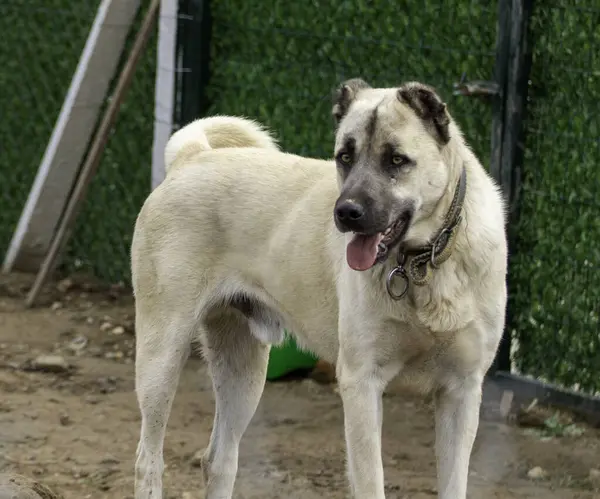 Beyaz ve kahverengi köpek